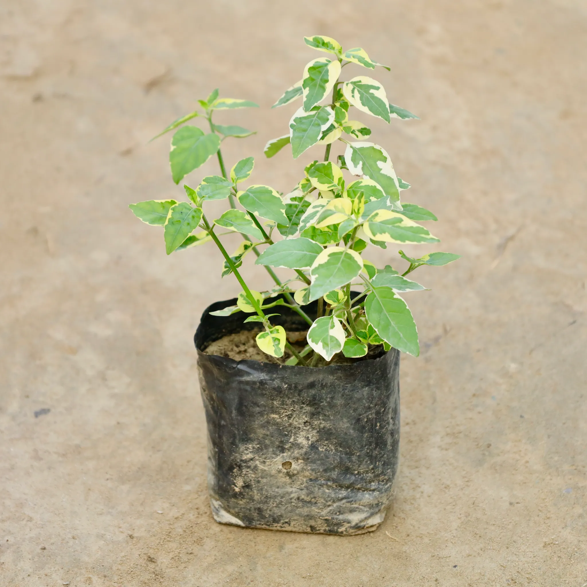Chinese Violet  in 4 Inch Nursery Bag