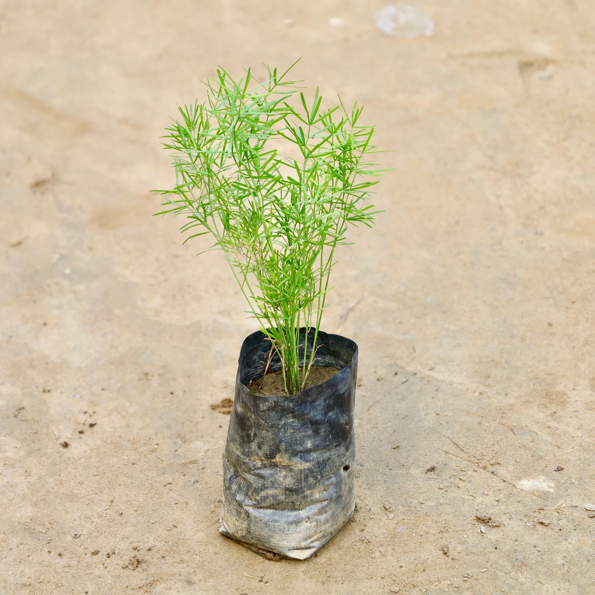 Asparagus Mary Desi in 4 Inch Nursery Bag