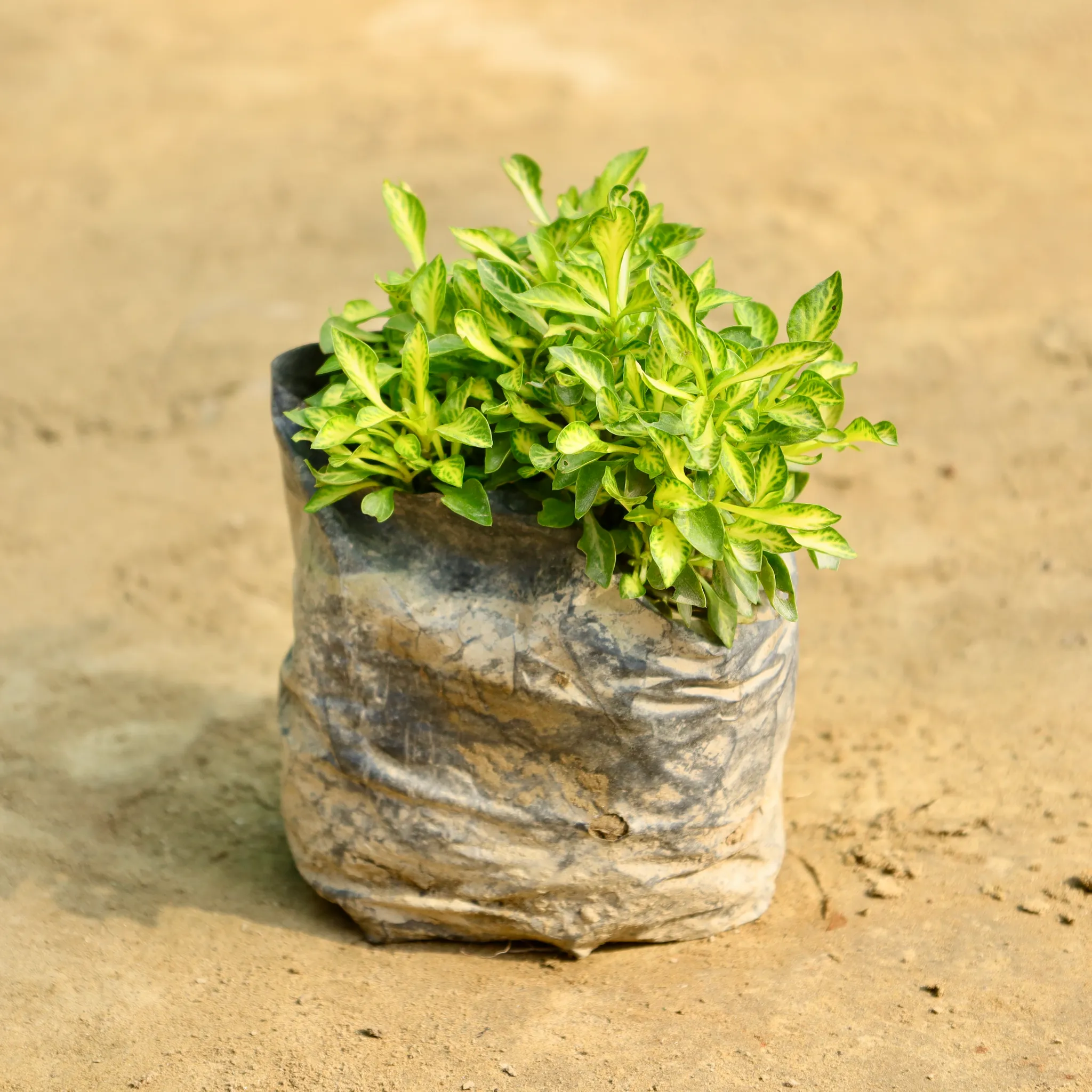 Alternanthera Green Pune in 4 Inch Nursery Bag