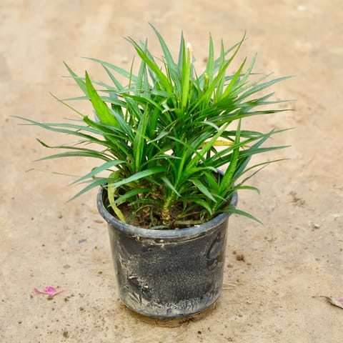 Ruellia / Mexican Petunia (Any Colour) in 4 Inch Nursery Bag
