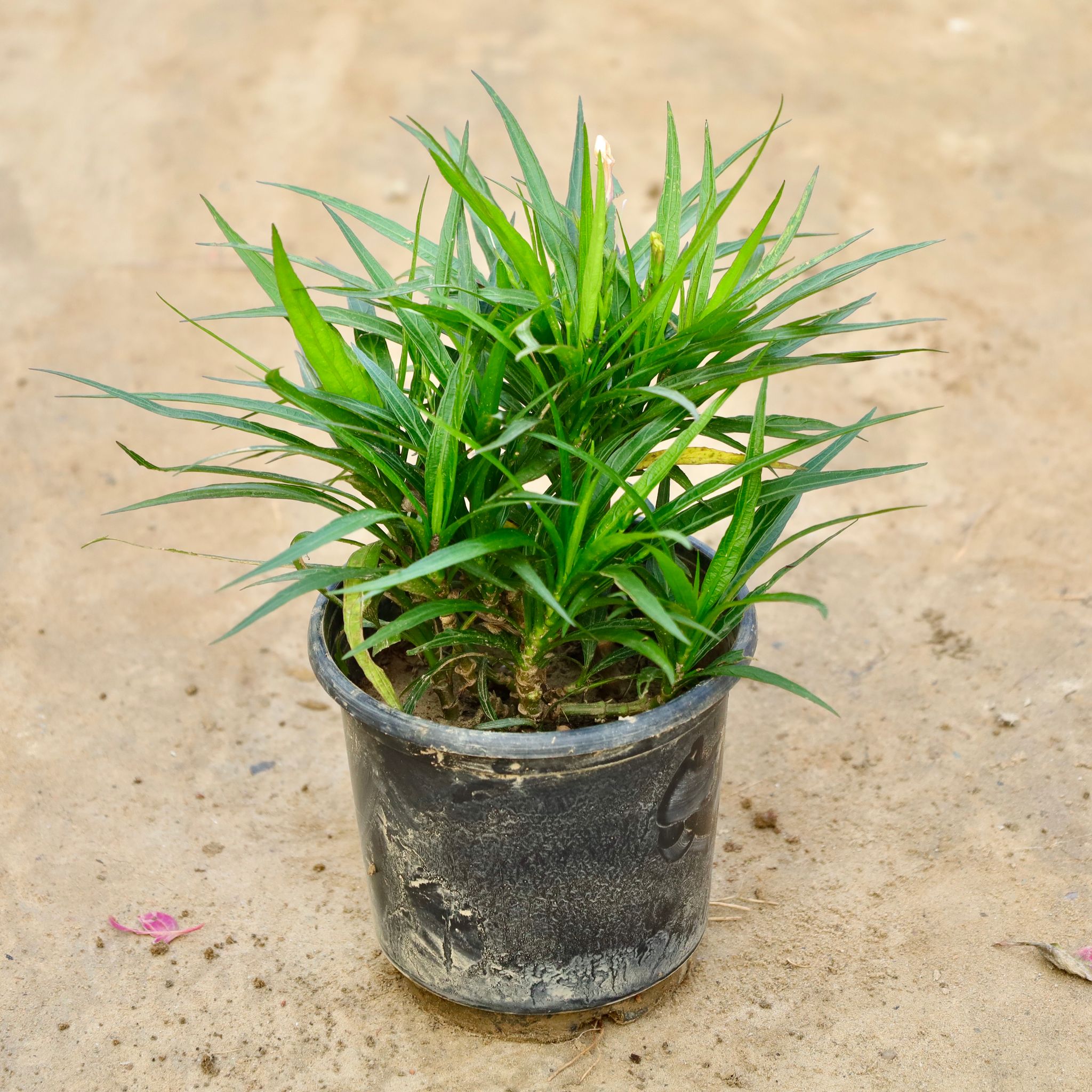 Ruellia / Mexican Petunia (Any Colour) in 4 Inch Nursery Bag