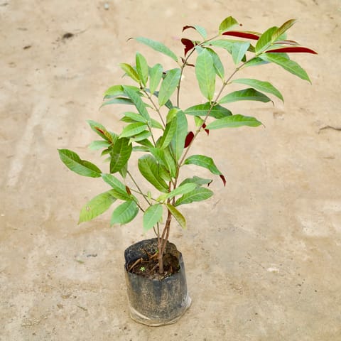 Laila Majnu  in 4 Inch Nursery Bag