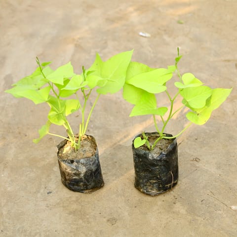 Set Of 2 - Ipomea / Sweet Potato Vine in 4 Inch Nursery Bag