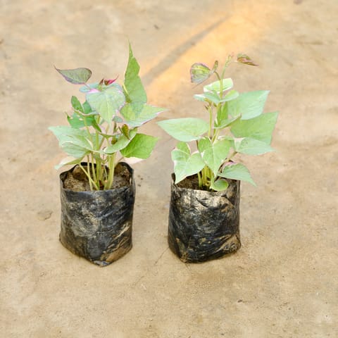 Set Of 2 - Ipomea Variegated / Sweet Potato Vine in 4 Inch Nursery Bag