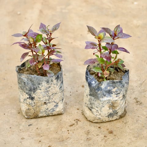 Set Of 2 - Alternanthera Hybrid  in 4 Inch Nursery Bag