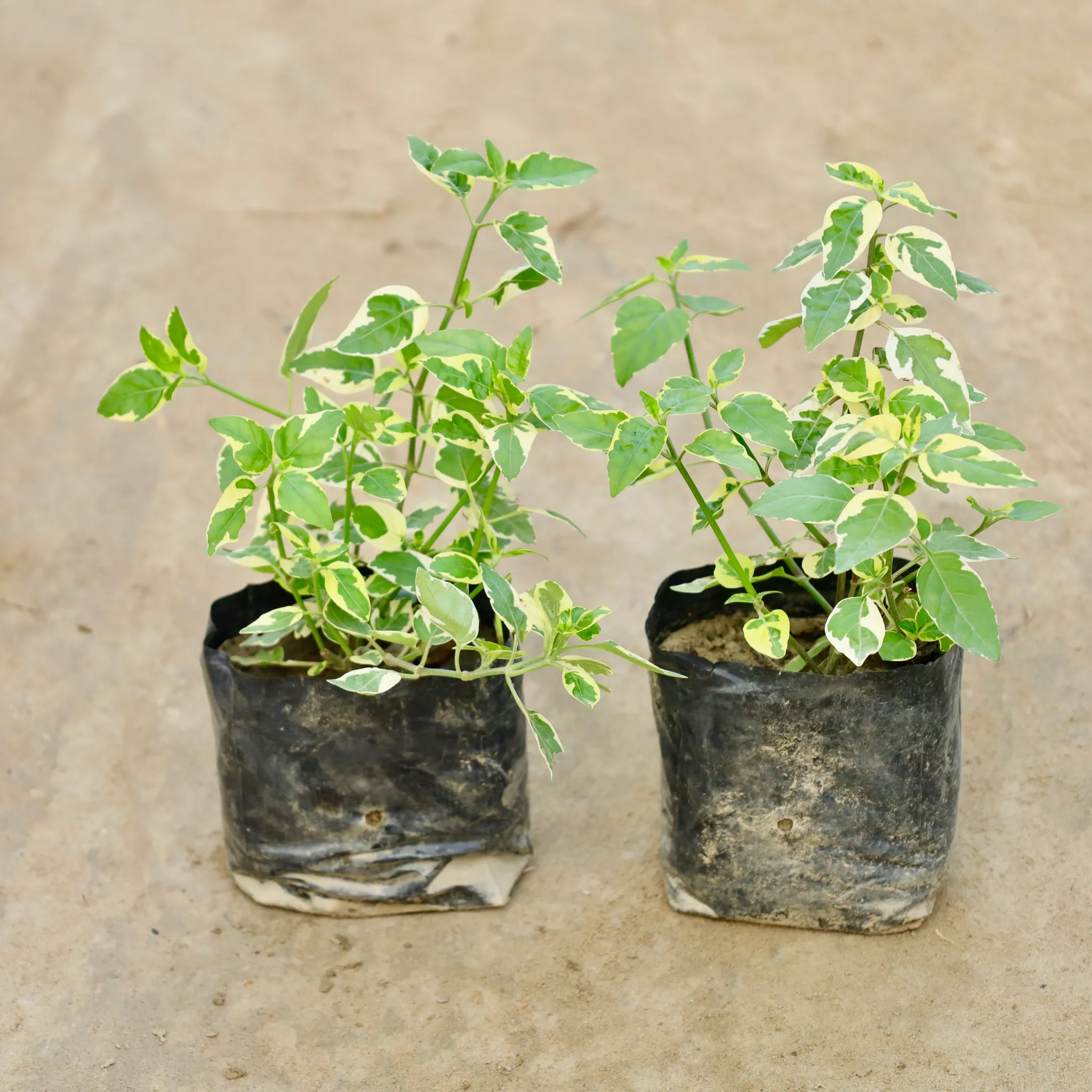 Set Of 2 - Chinese Violet Plant  in 4 Inch Nursery Bag