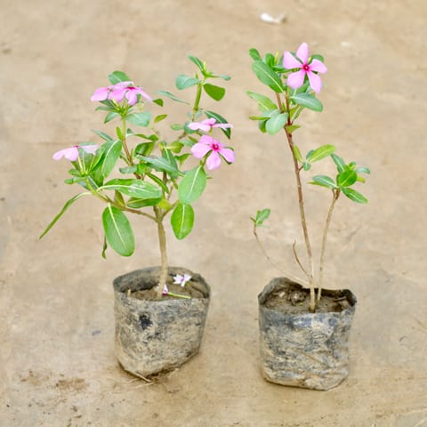 Set Of 2 - Periwinkle / Vinca / Sadabahar Desi (Any Colour) in 4 Inch Nursery Bag