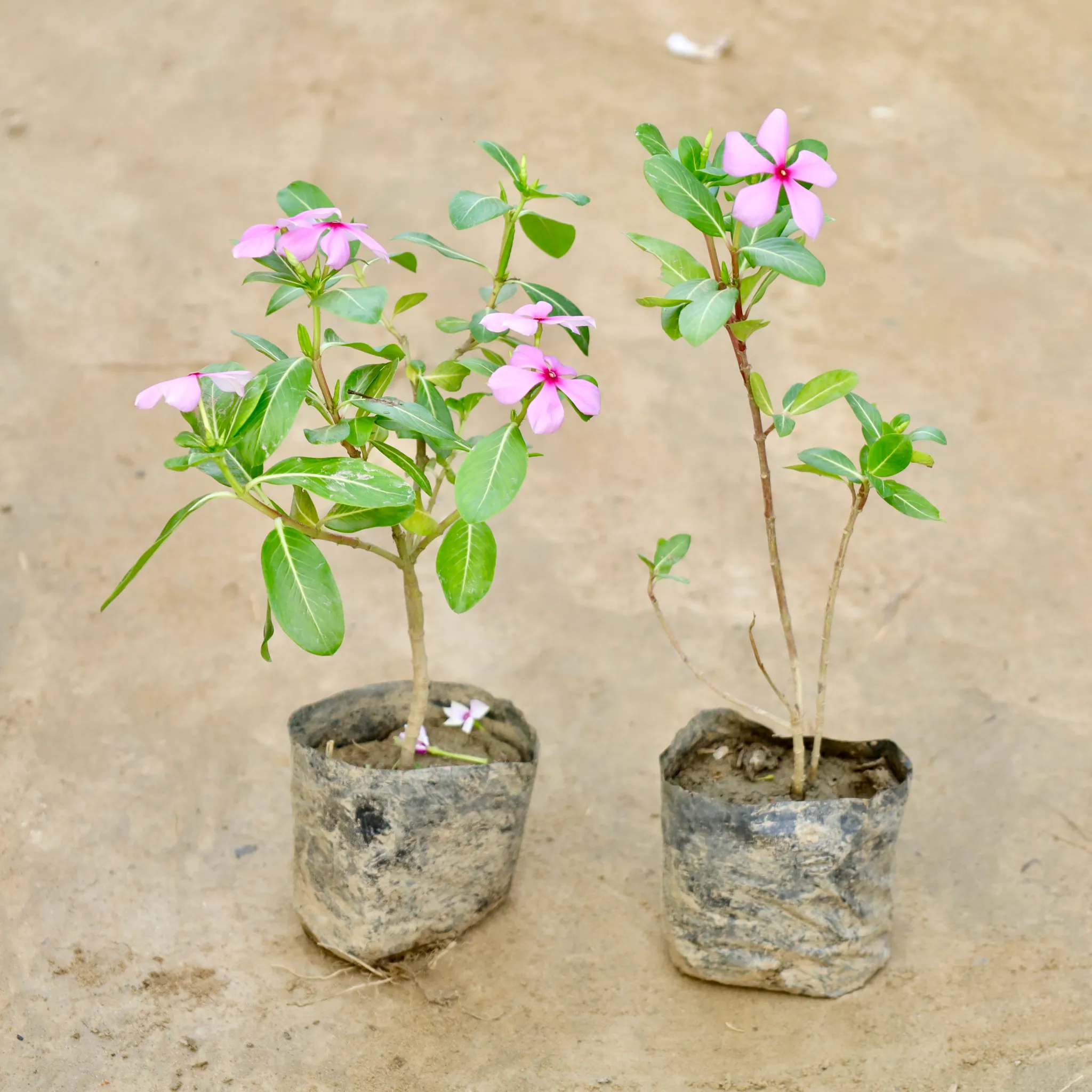 Set Of 2 - Periwinkle / Vinca / Sadabahar Desi (Any Colour) in 4 Inch Nursery Bag