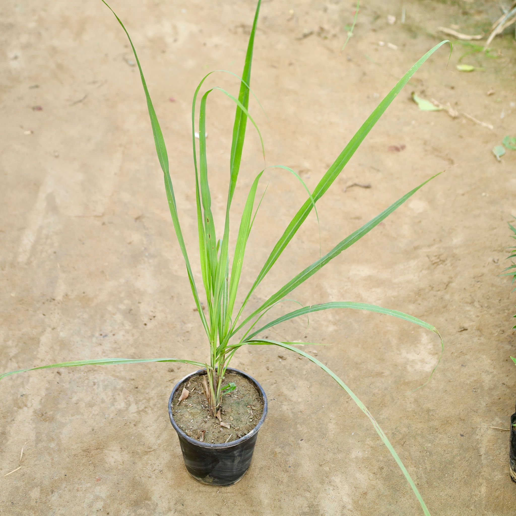 Lemon Grass in 6 Inch Nursery Pot
