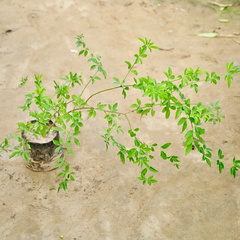 Chameli (Any Colour) in 4 Inch Nursery Bag