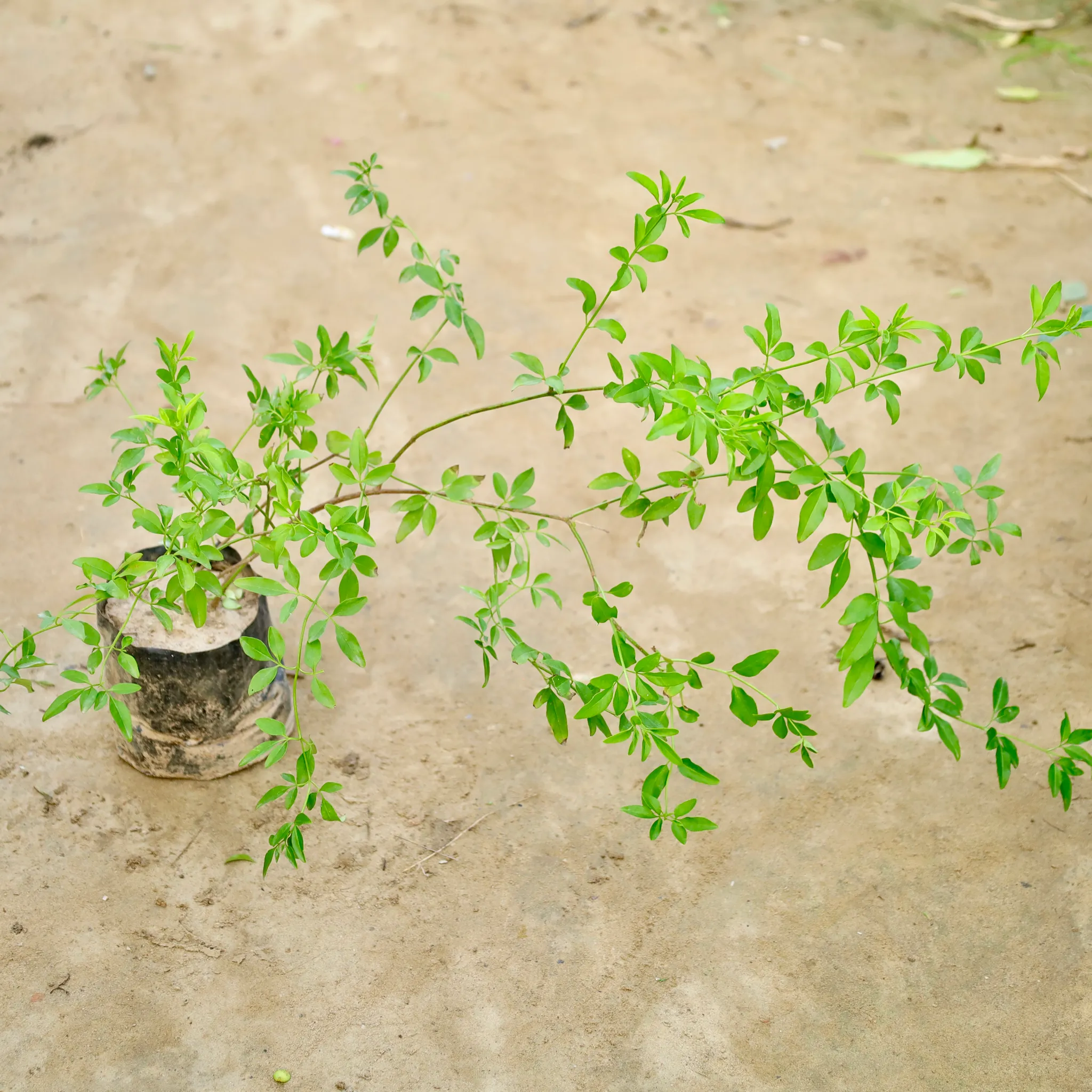 Chameli (Any Colour) in 4 Inch Nursery Bag