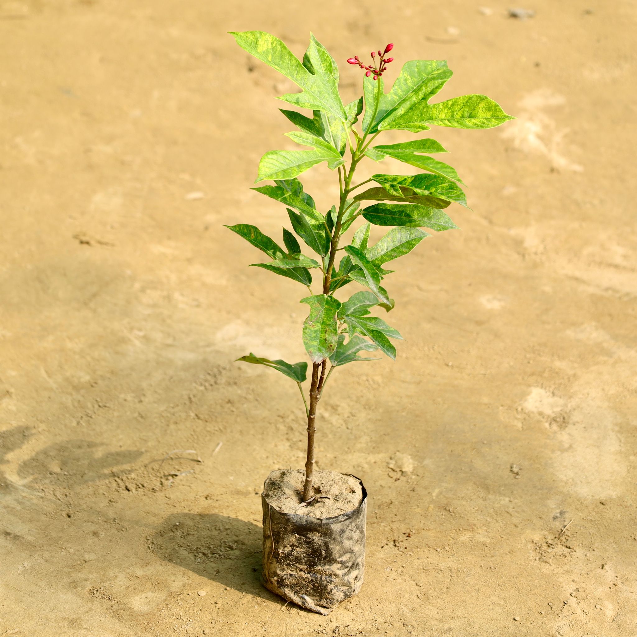 in 4 Inch Nursery Bag