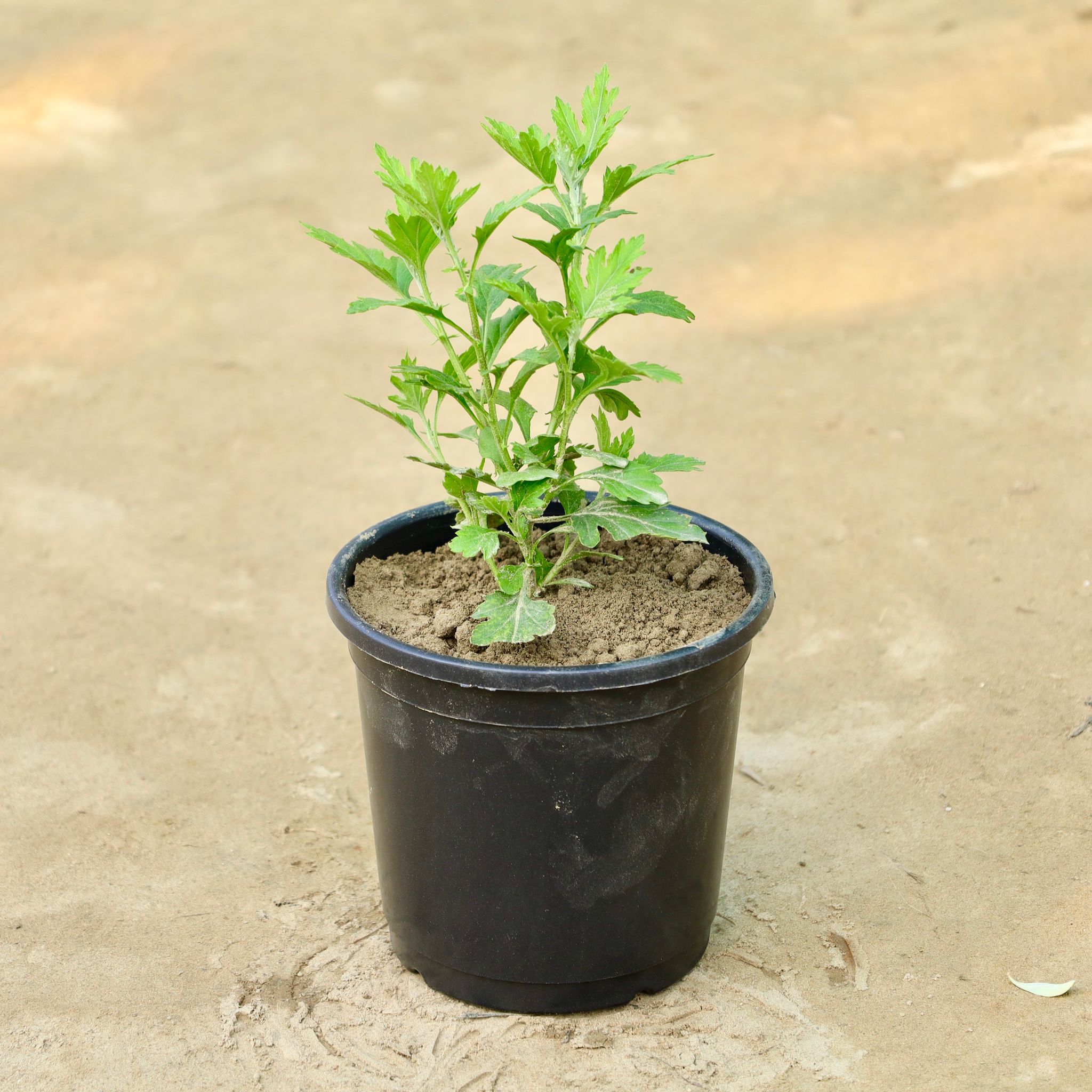 Chrysanthemum / Guldaudi (Any Colour) in 6 Inch Nursery Pot