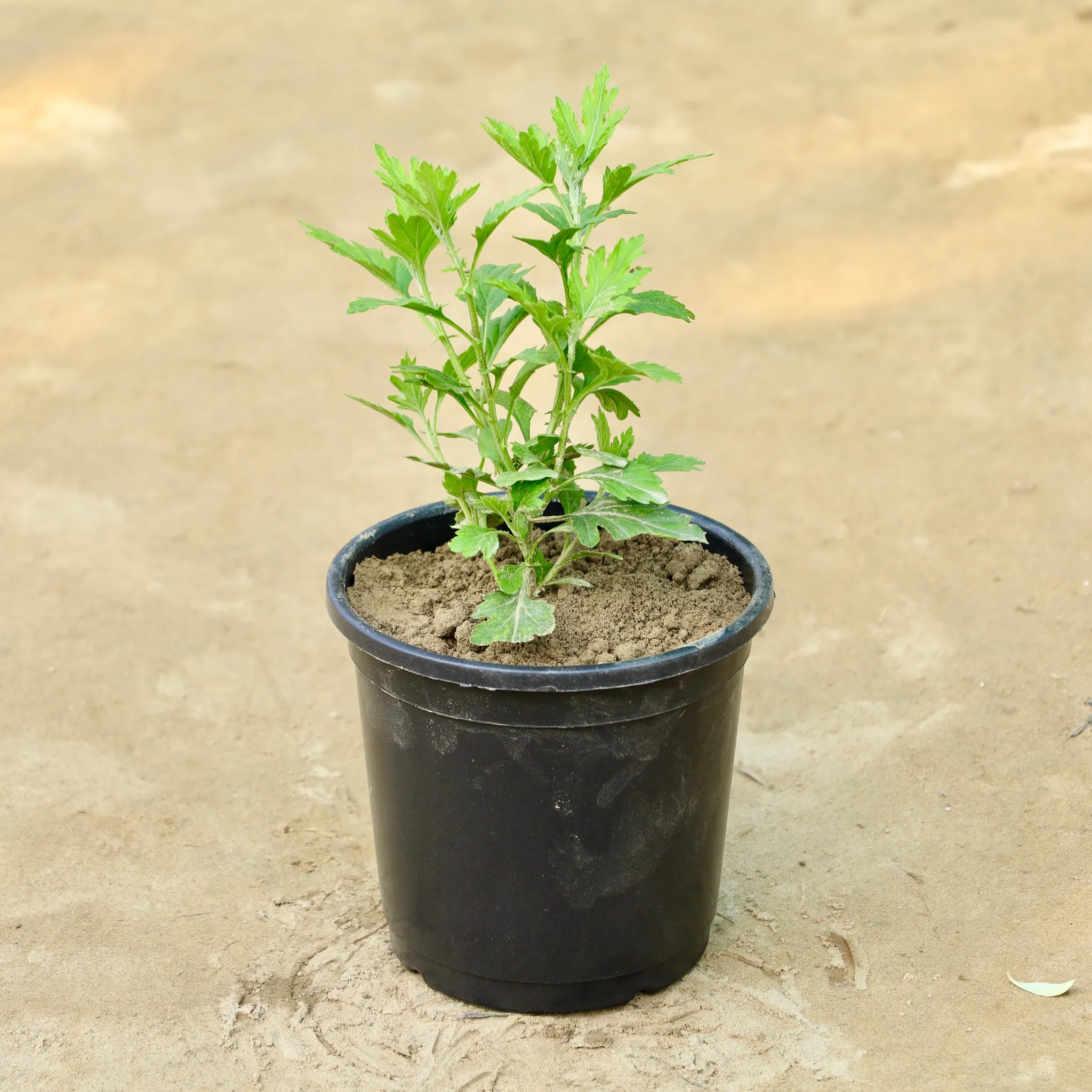 Chrysanthemum / Guldaudi (Any Colour) in 6 Inch Nursery Pot