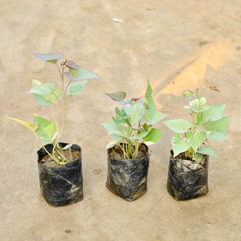Set Of 3 - Ipomea Variegated / Sweet Potato Vine in 4 Inch Nursery Bag