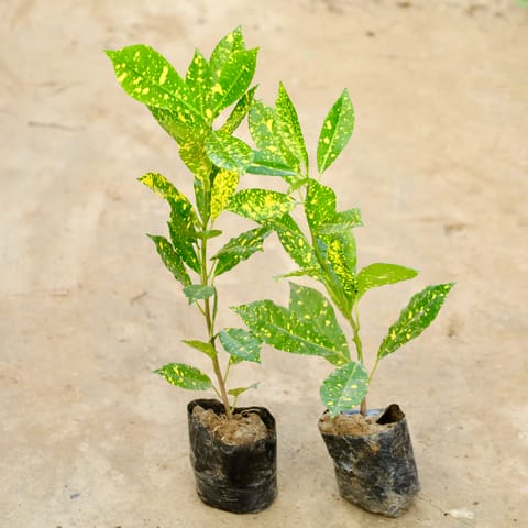 Set Of 2 - Baby Croton in 4 Inch Nursery Bag