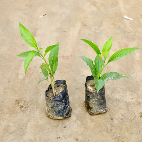 Set Of 2 - Adusa Plant in 4 Inch Nursery Bag