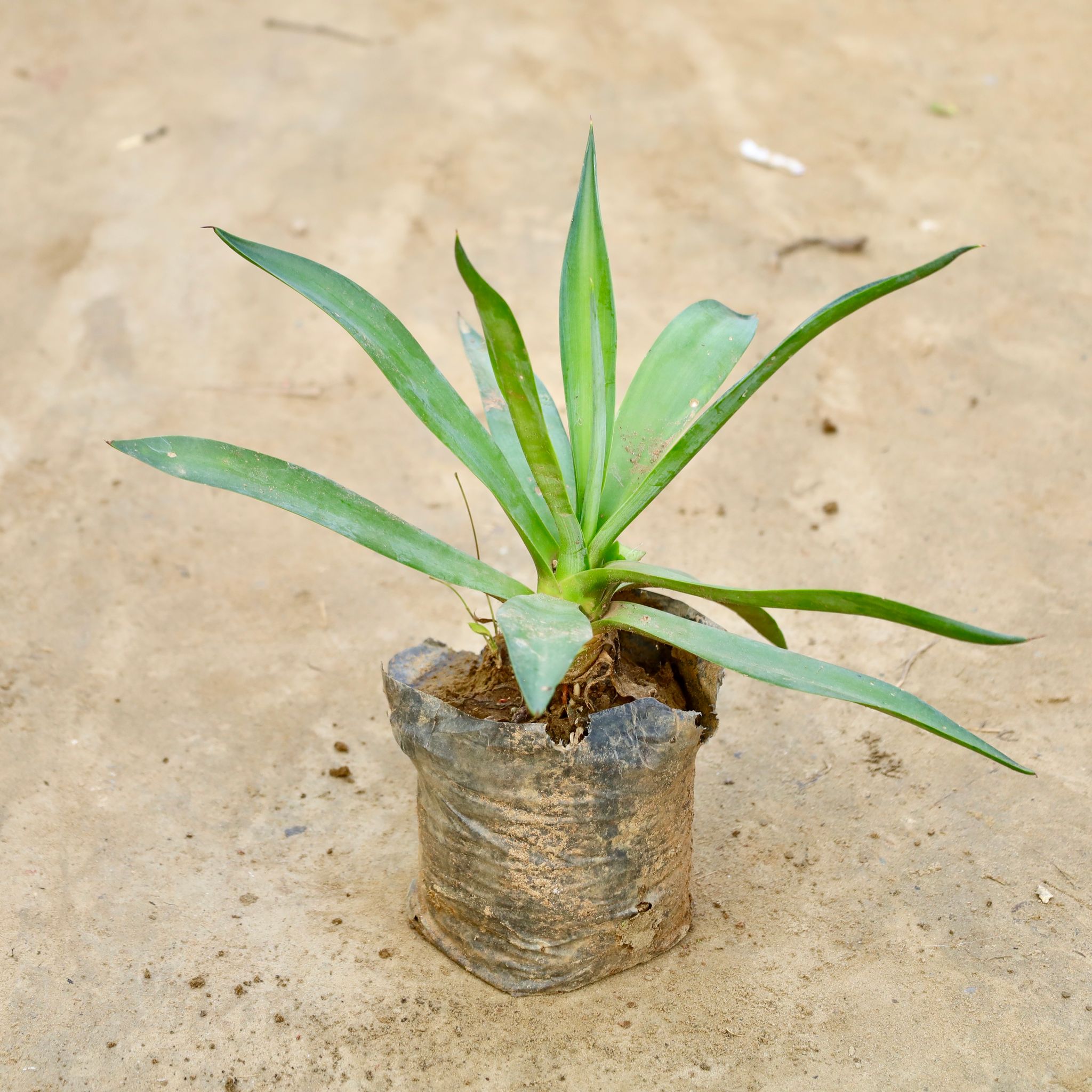 Agave / Century Plant in 6 Inch Nursery Bag