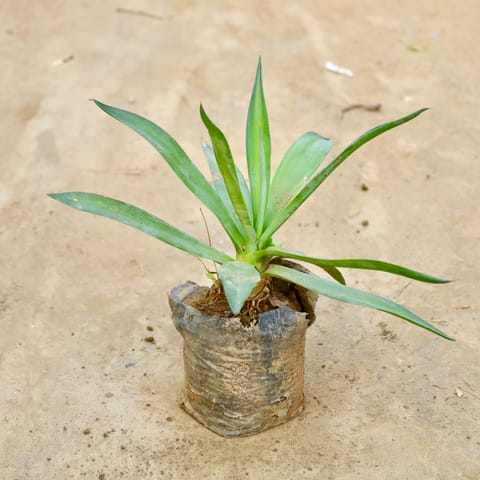 Agave / Century Plant in 6 Inch Nursery Bag