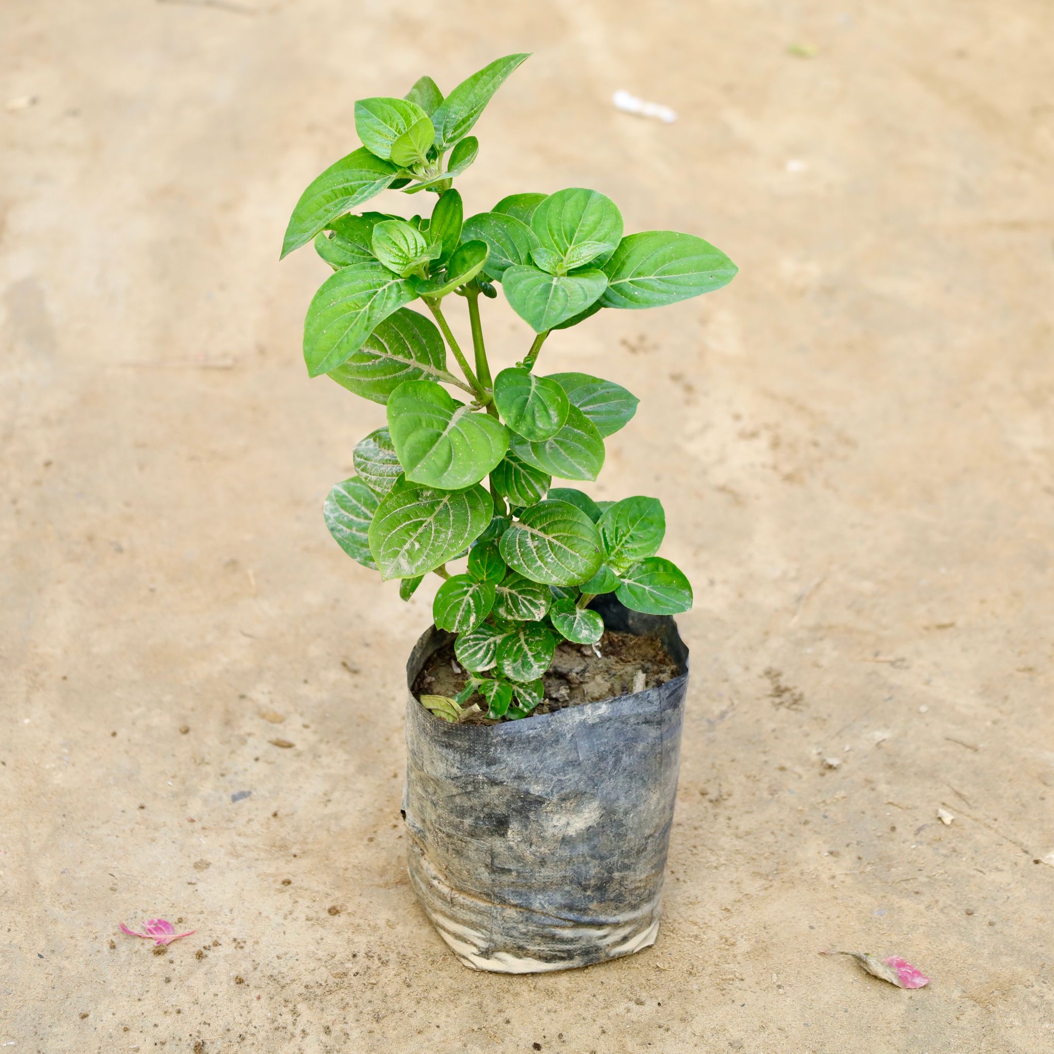 Barleria Blue in 4 Inch Nursery Bag