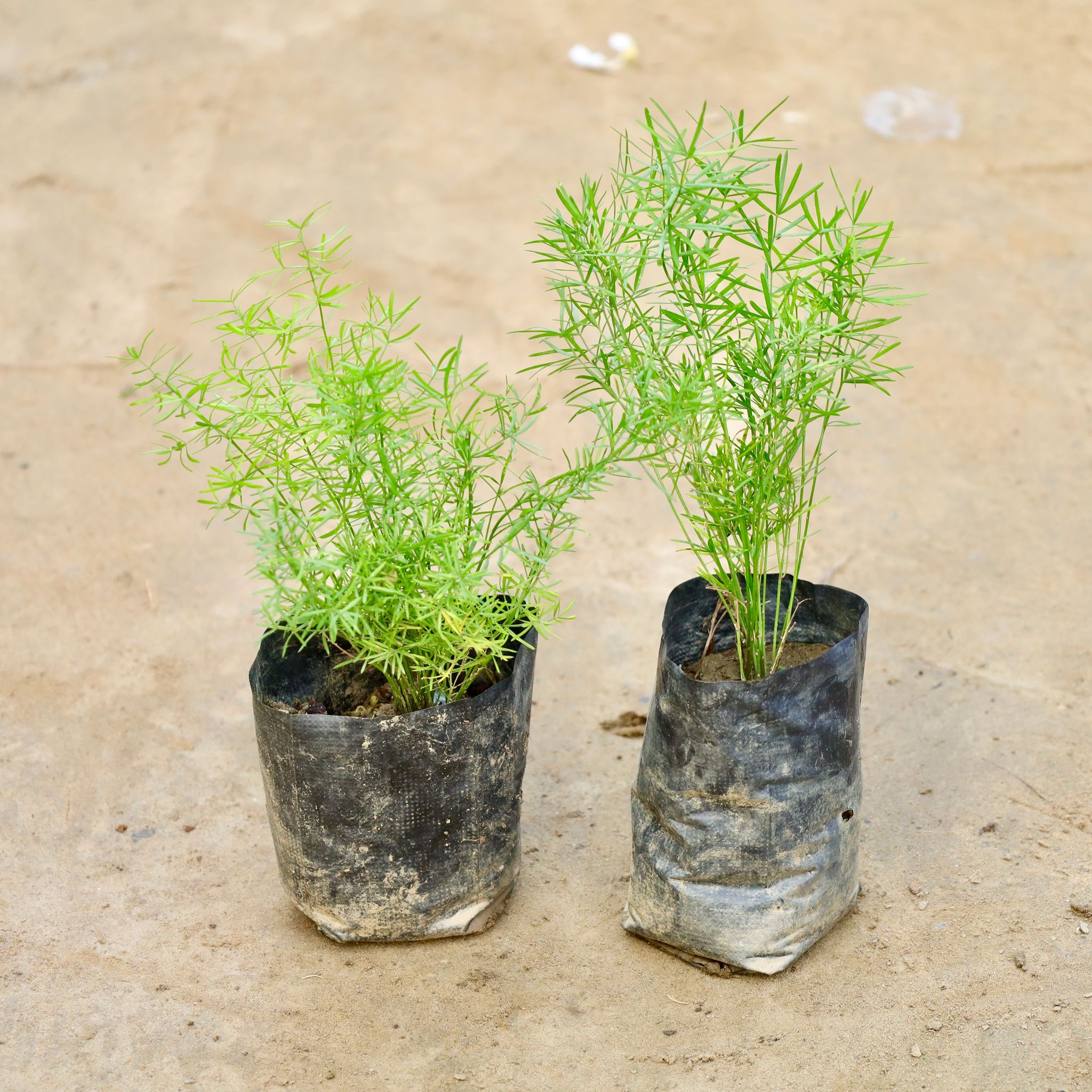 Set Of 2 - Asparagus Mary Desi in 4 Inch Nursery Bag
