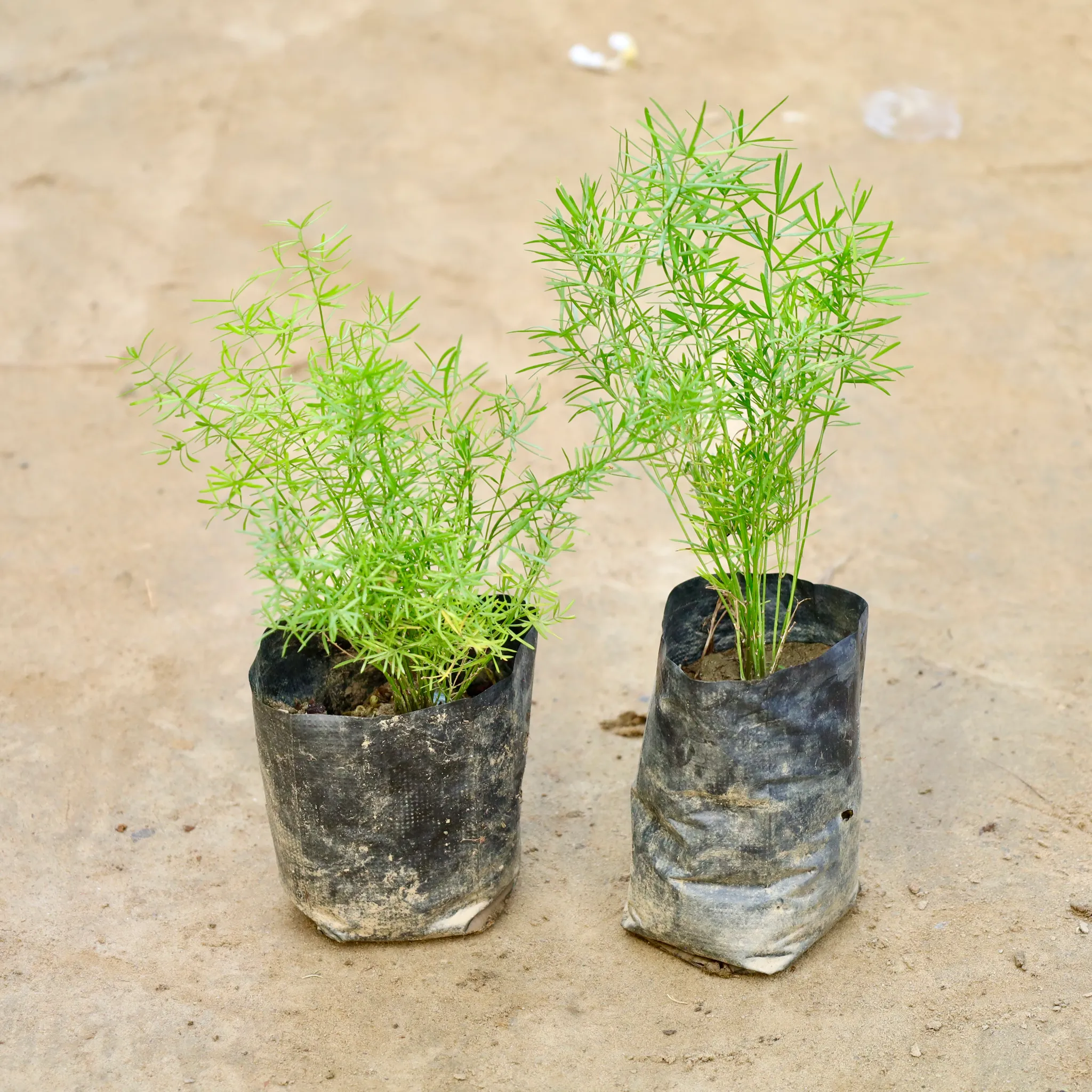 Set Of 2 - Asparagus Mary Desi in 4 Inch Nursery Bag