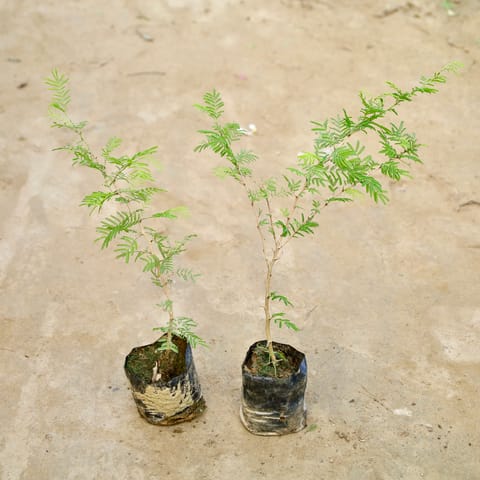 Set Of 2 - Shami Plant (1 Ft) in 4 Inch Live Fresh Plant Nursery Bag in Gorai