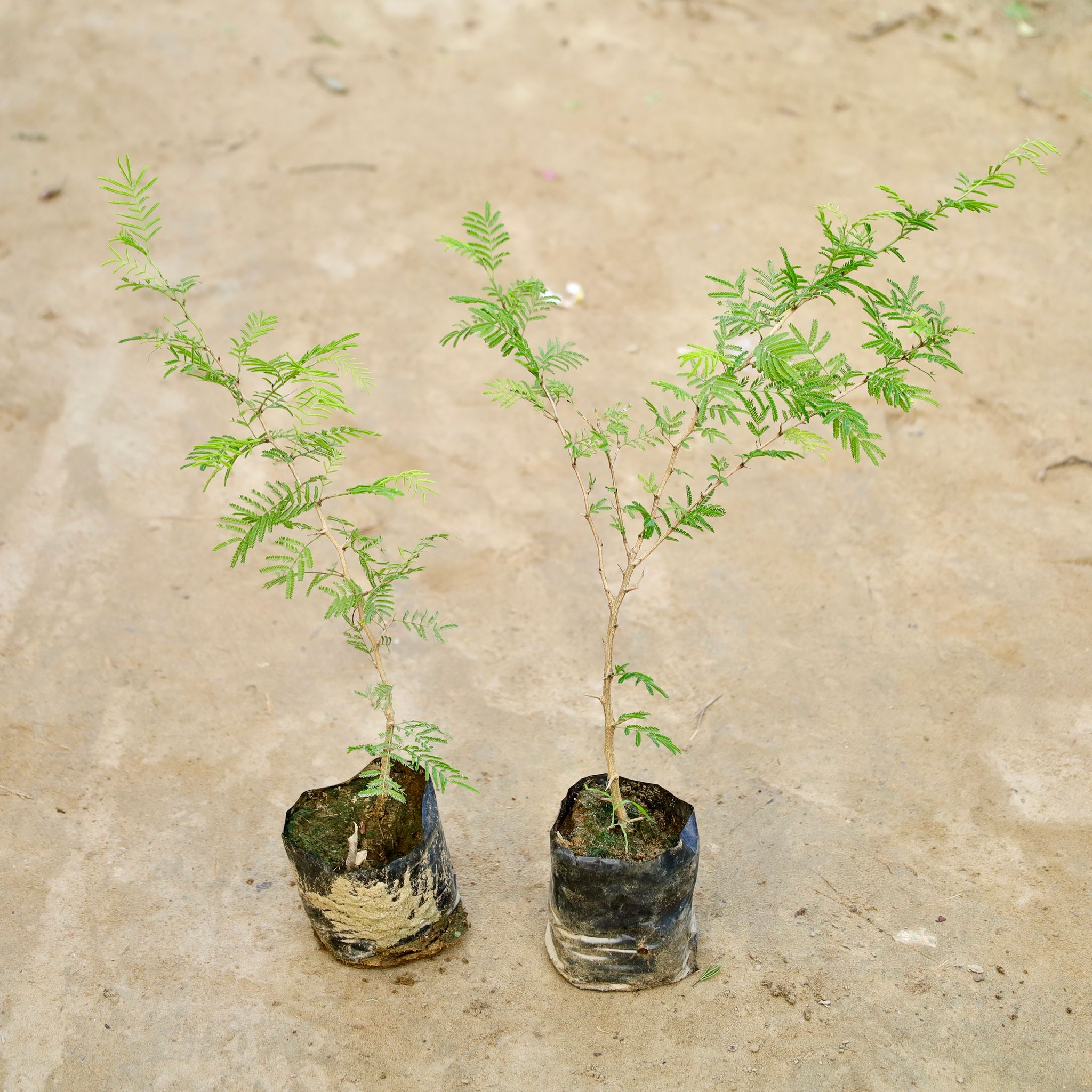 Set Of 2 - Shami Plant (1 Ft) in 4 Inch Nursery Bag