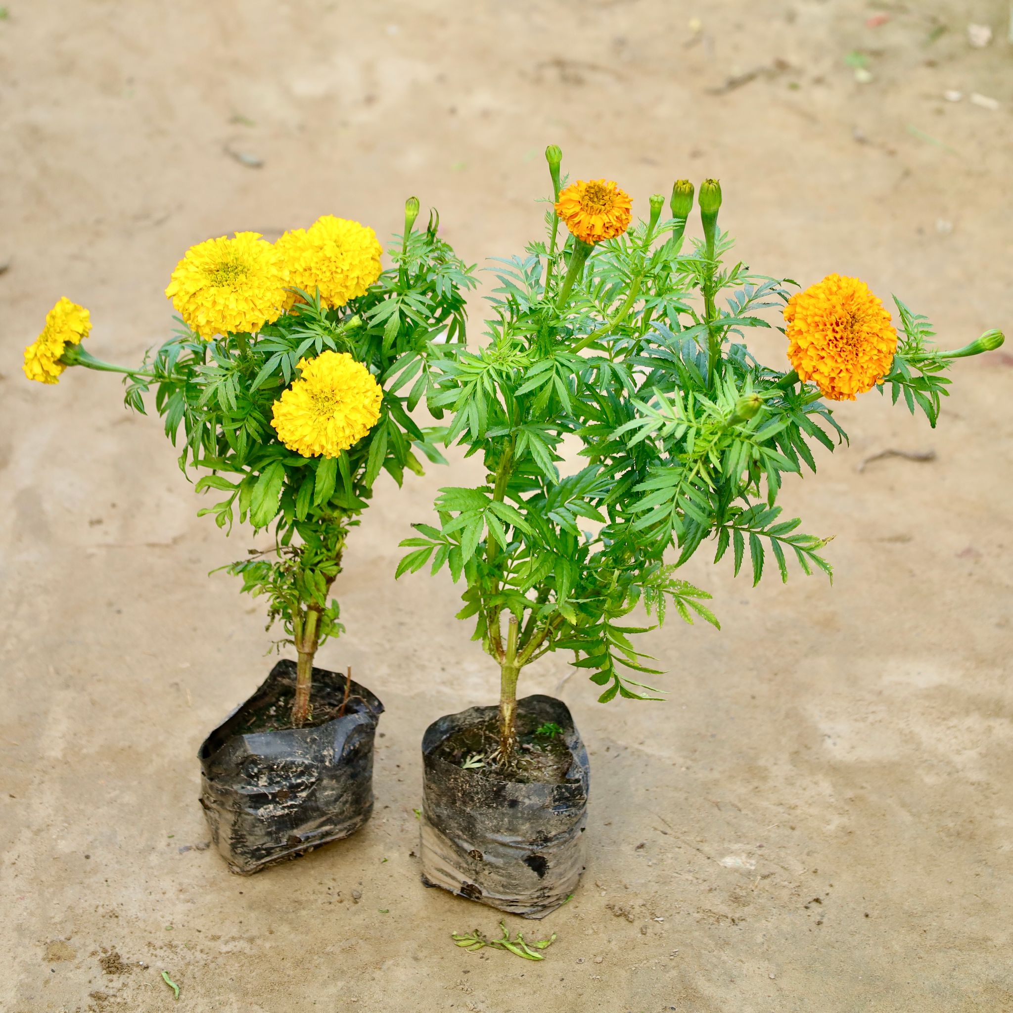 Set Of 2 - Marigold / Genda (Any Colour) in 4 Inch Nursery Bag