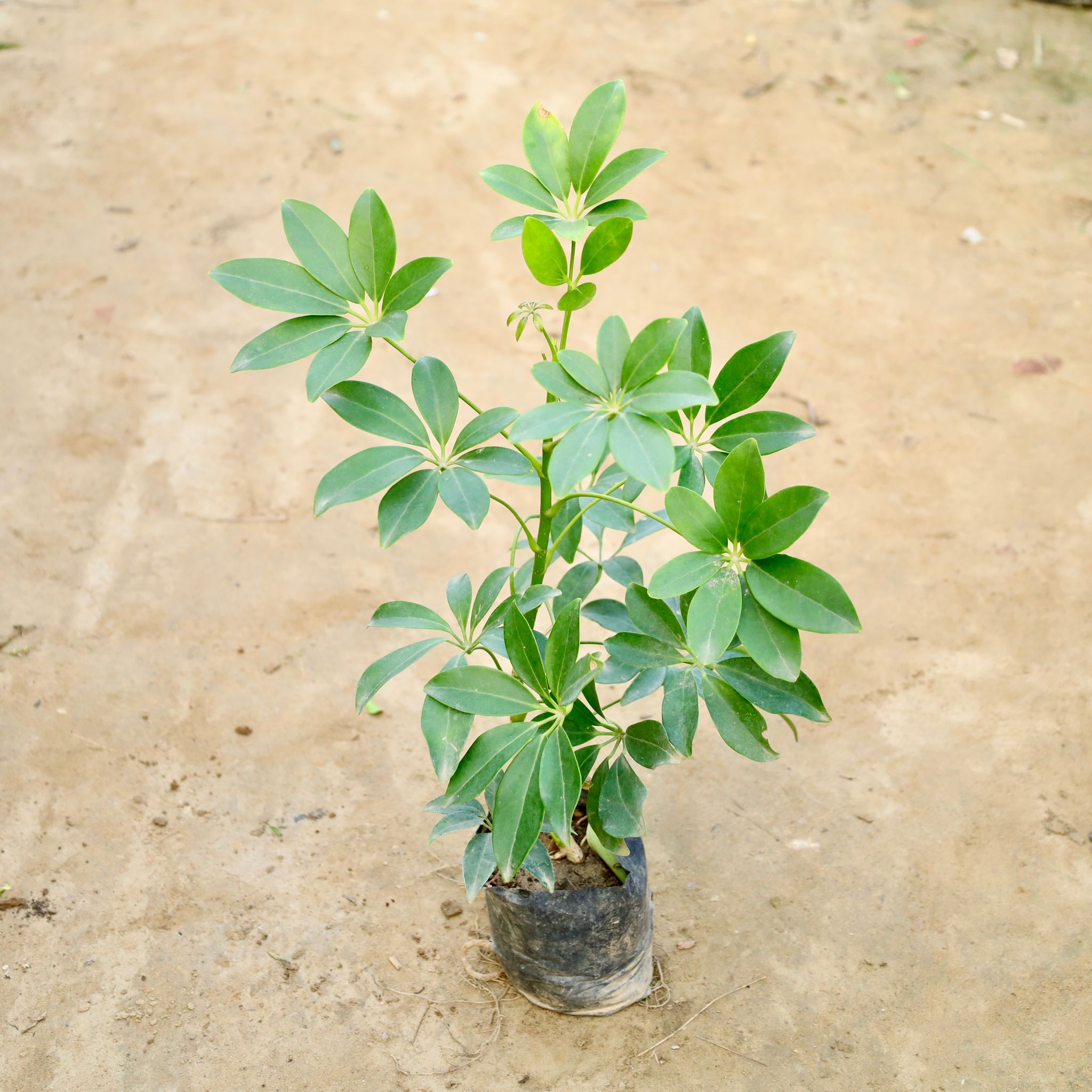 Schefflera Green in 4 Inch Nursery Bag