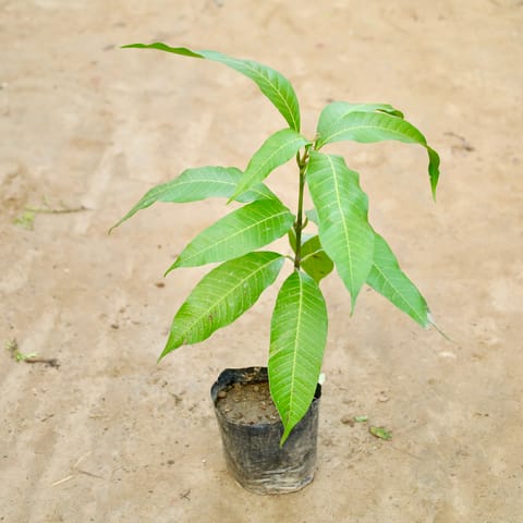 Desi Mango  in 4 Inch Nursery Bag