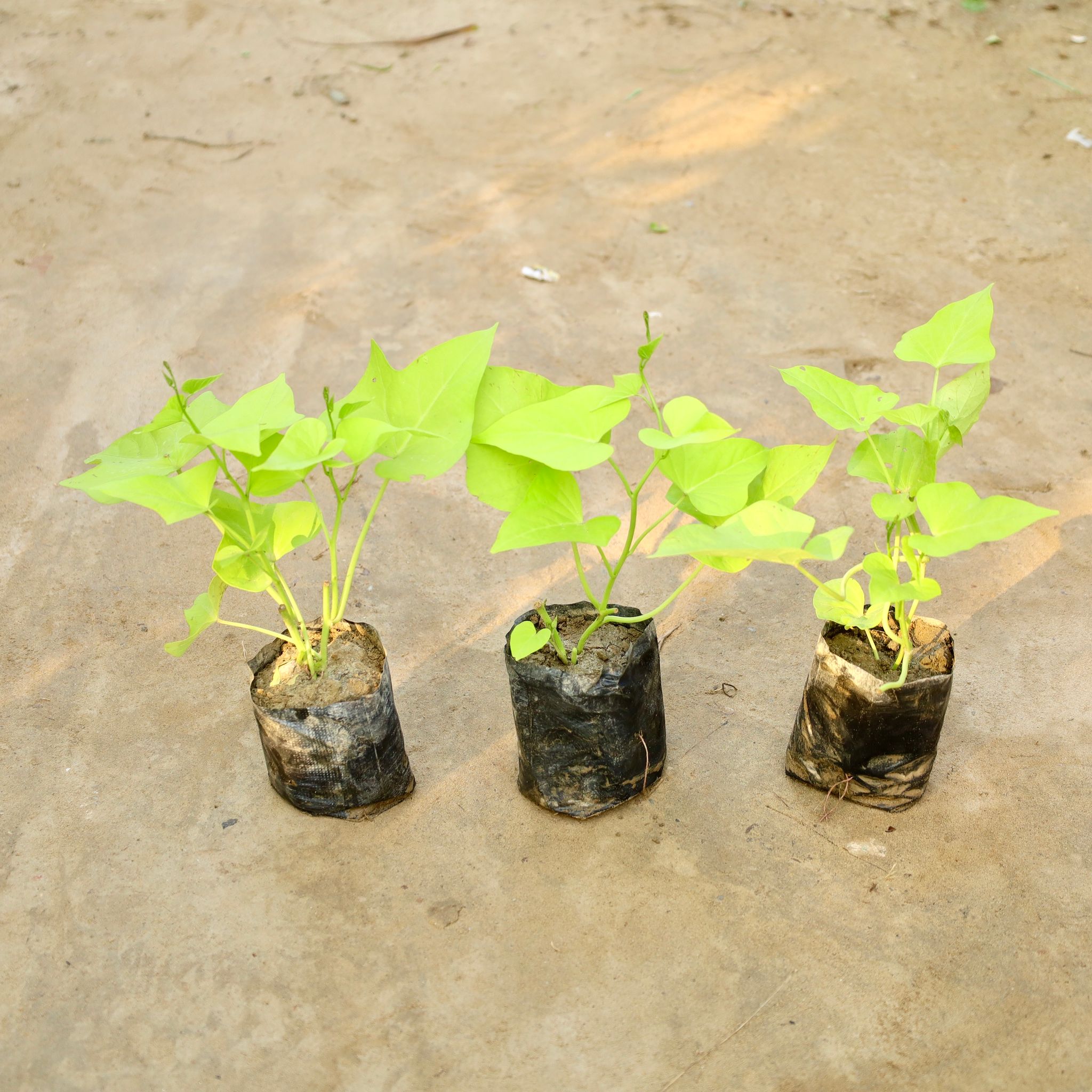 Set Of 3 - Ipomea / Sweet Potato Vine in 4 Inch Nursery Bag