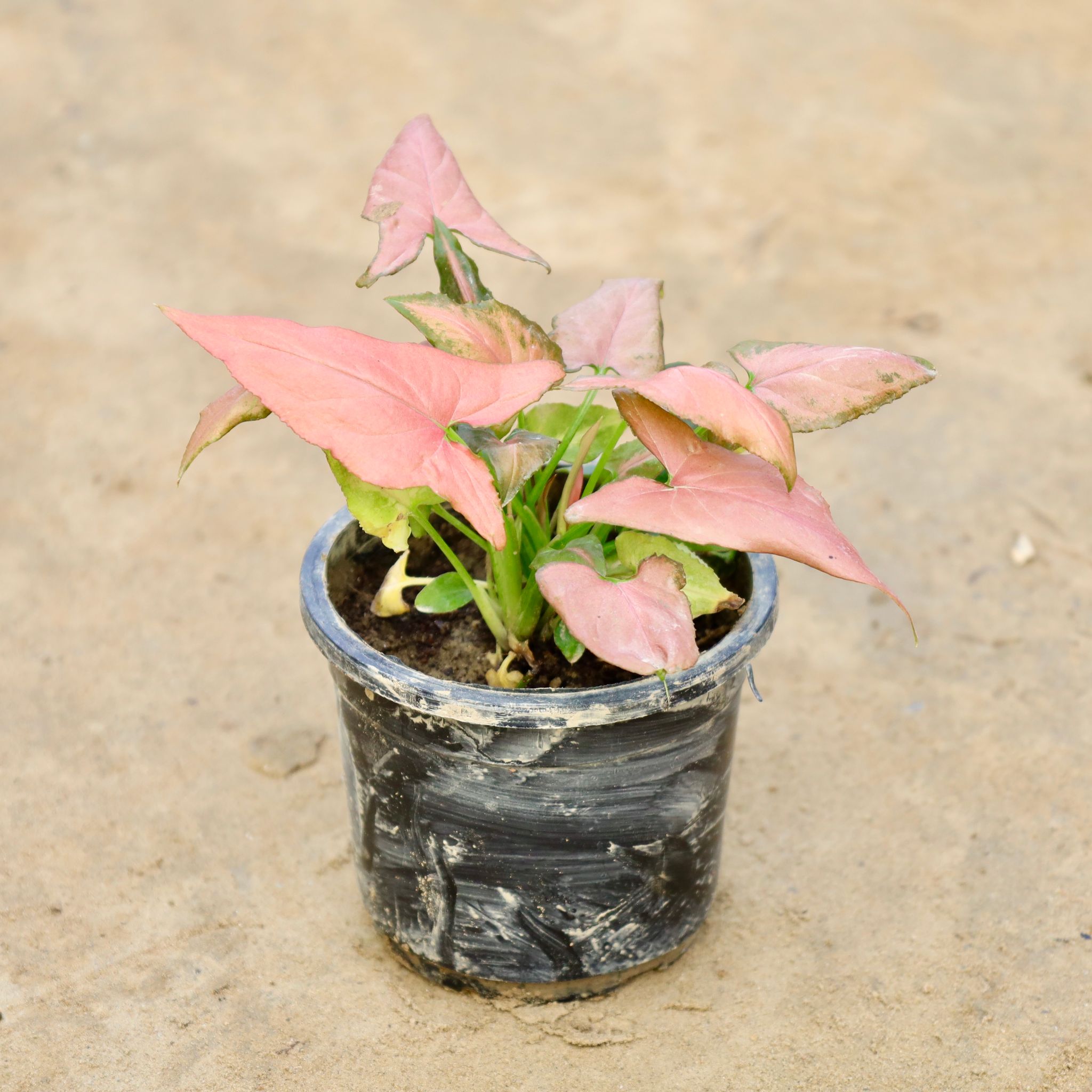 Syngonium Red in 4 Inch Nursery Pot