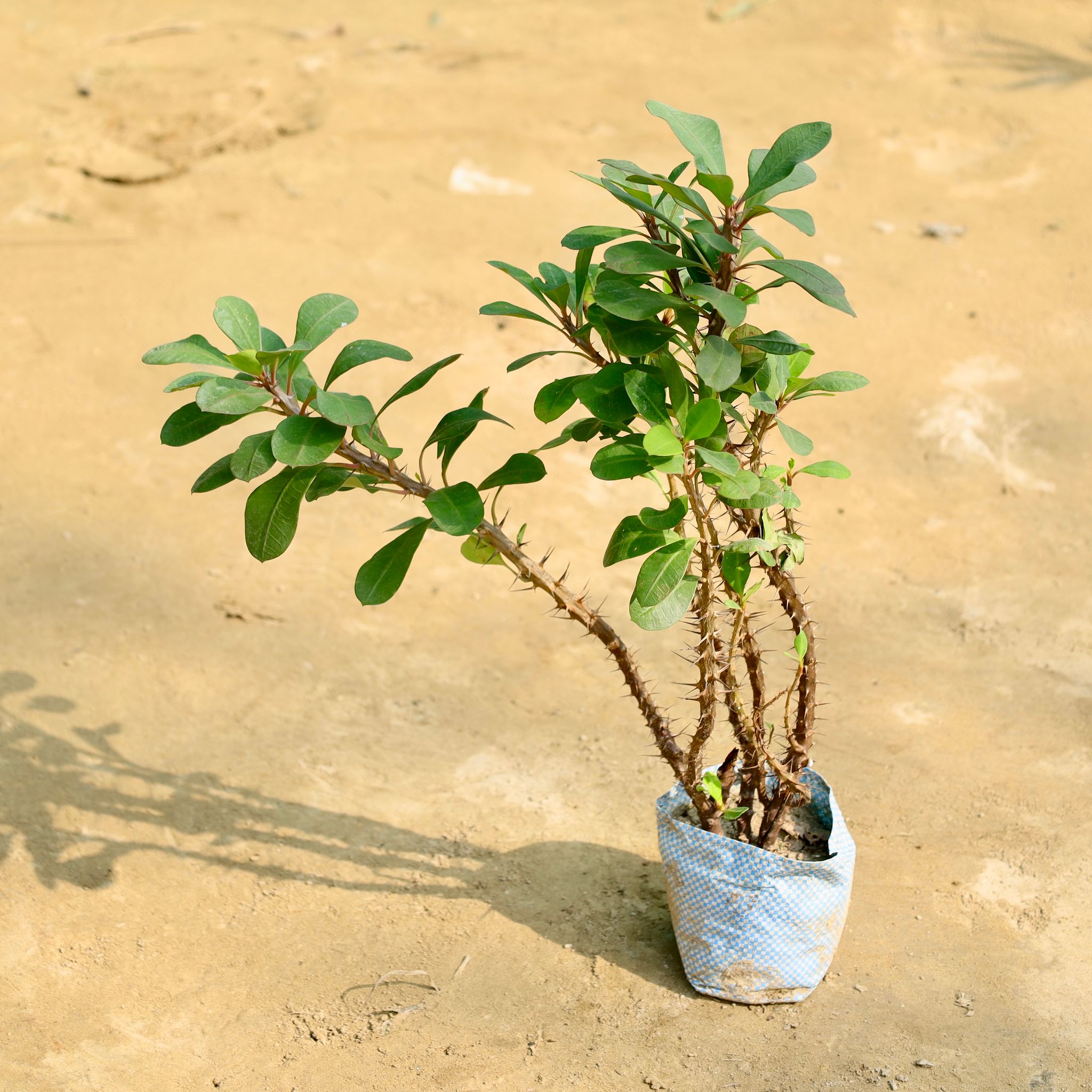 Euphorbia Mili (Any Colour) in 4 Inch Nursery Bag
