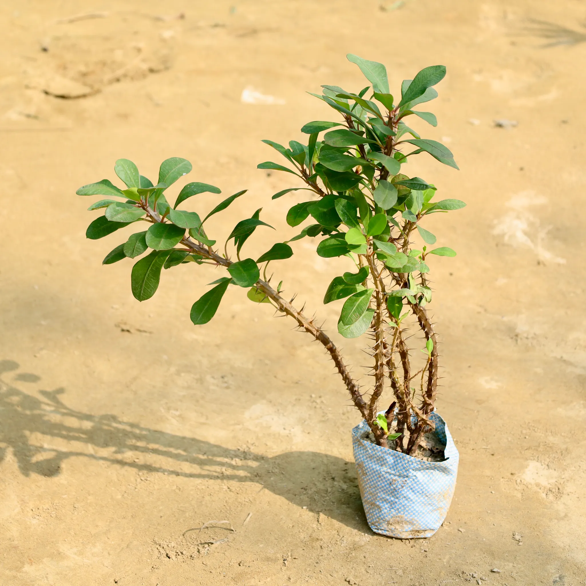Euphorbia Mili (Any Colour) in 4 Inch Nursery Bag