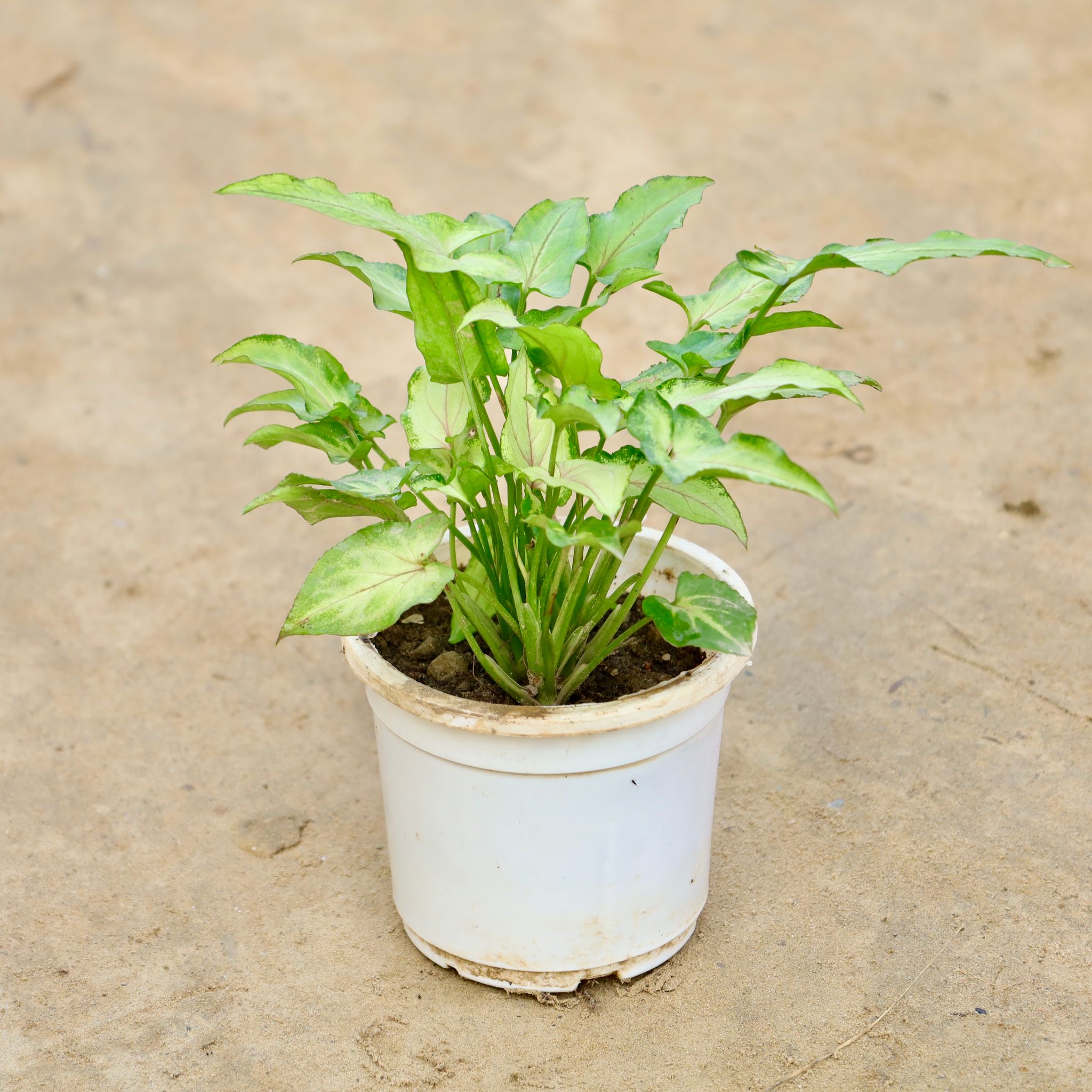 Syngonium Yammi in 4 Inch Nursery Pot