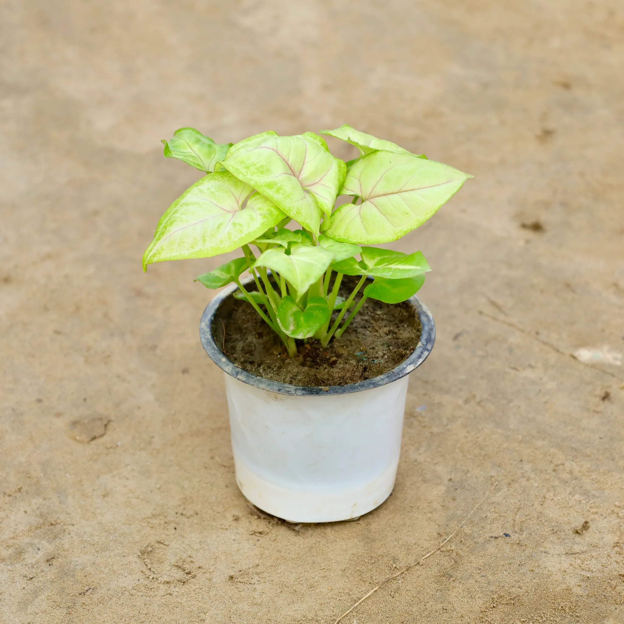Syngonium Golden/ Neon in 4 Inch Nursery Pot