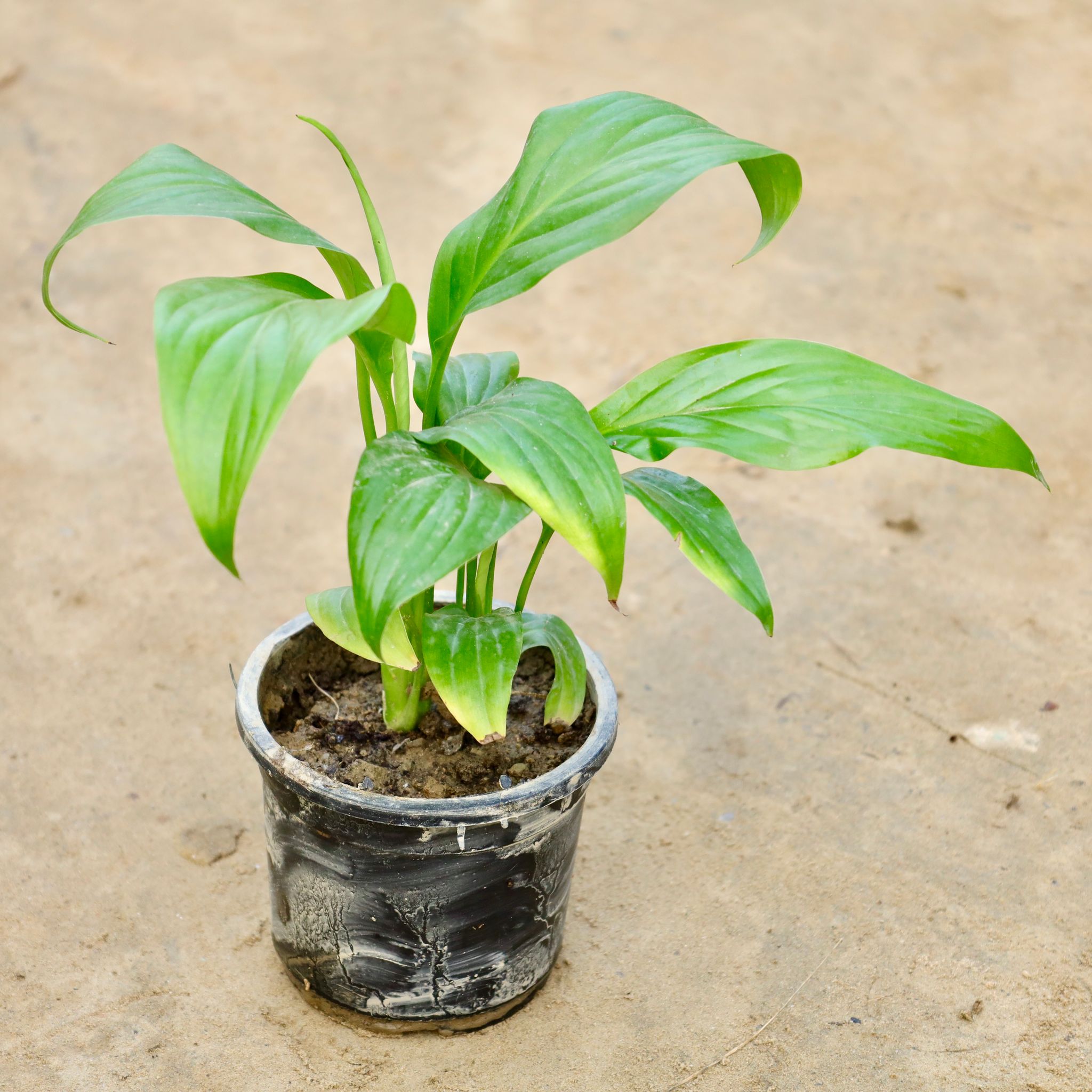 Peace Lily in 4 Inch Nursery Pot