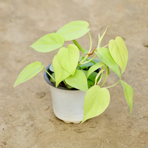 Oxycardium Golden  in 4 Inch Nursery Pot