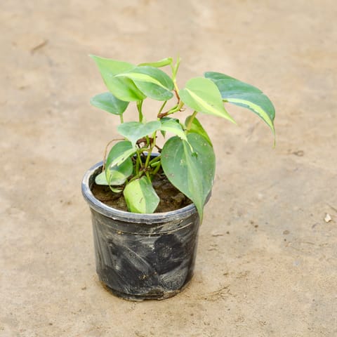 Oxycardium Brasil in 4 Inch Nursery Pot