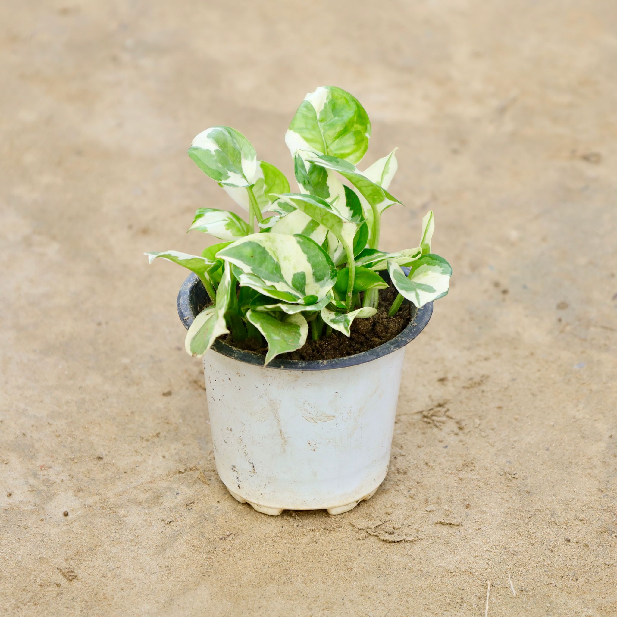 Money Plant Marble  in 4 Inch Nursery Pot