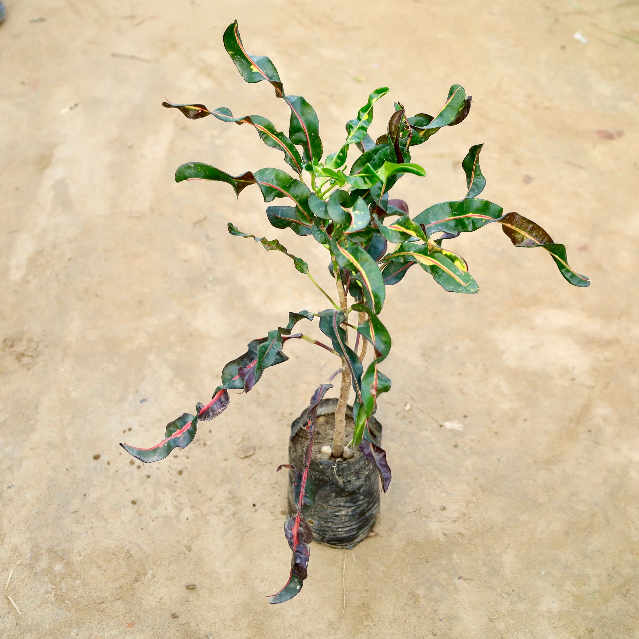 Croton Curly  in 5 Inch Nursery Bag