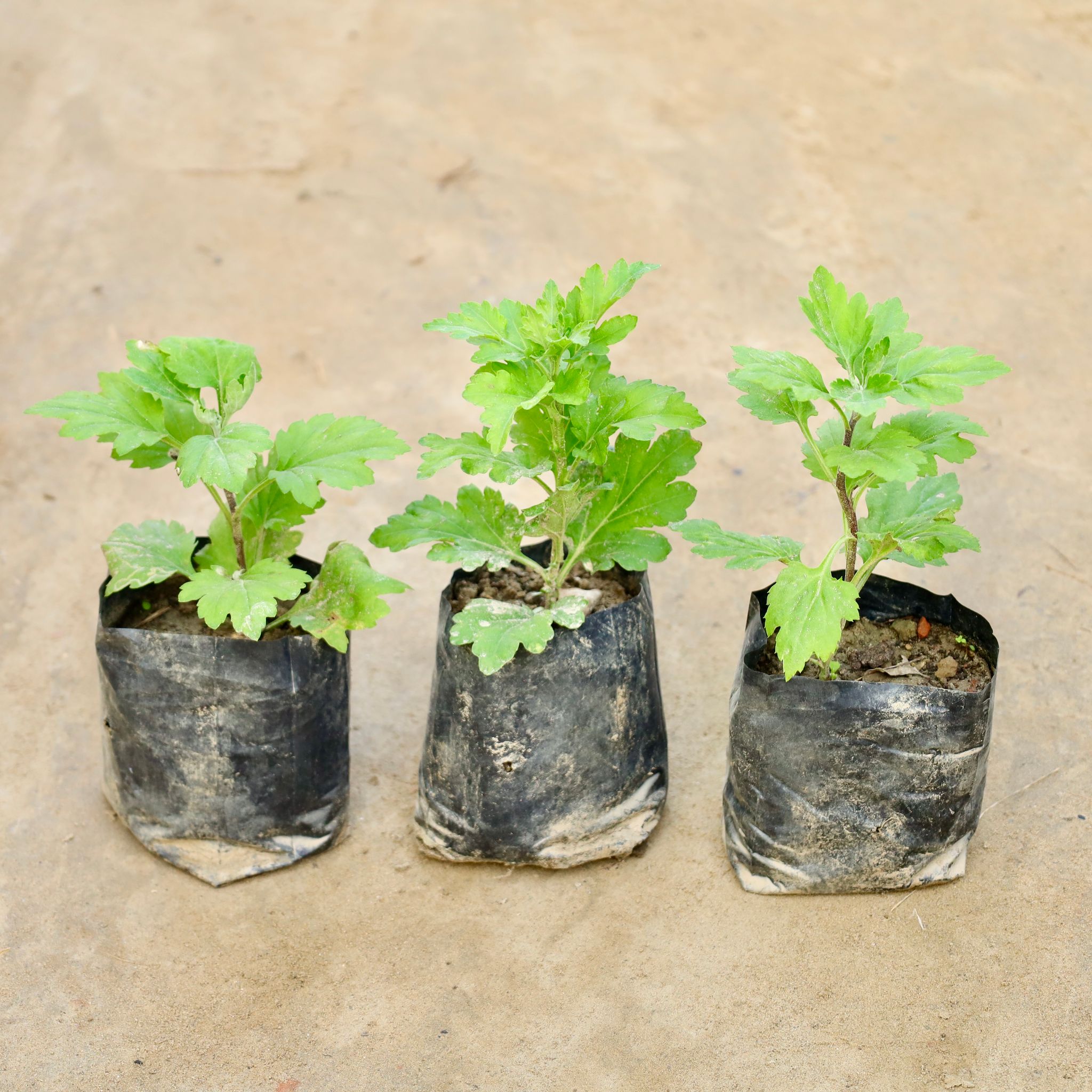 Set Of 3 - Chrysanthemum / Guldawari (Any Colour) in 4 Inch Nursery Bag