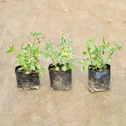 Set Of 3 - Chinese Violet Plant  in 4 Inch Nursery Bag