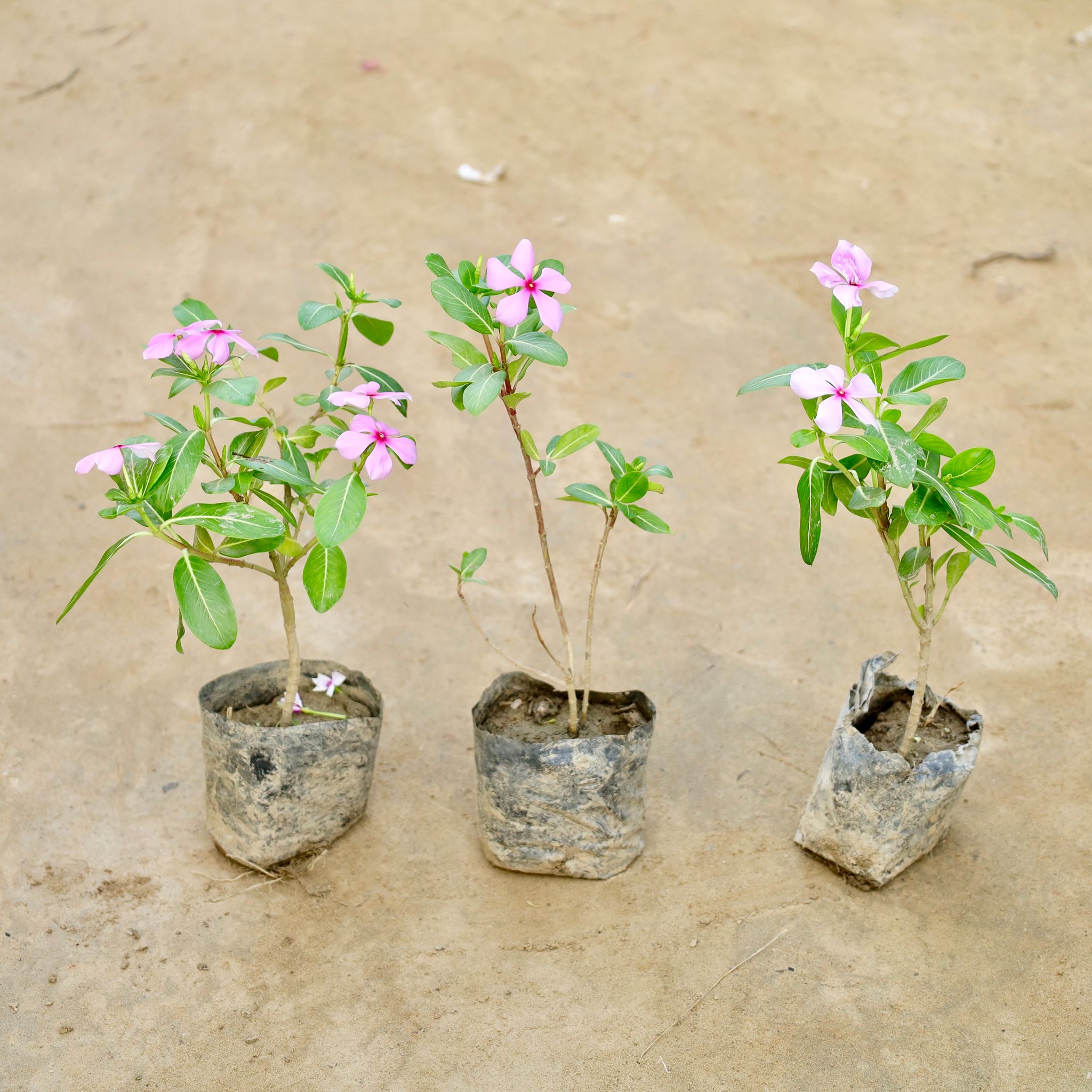 Set Of 3 - Periwinkle / Vinca / Sadabahar Desi (Any Colour) in 4 Inch Nursery Bag