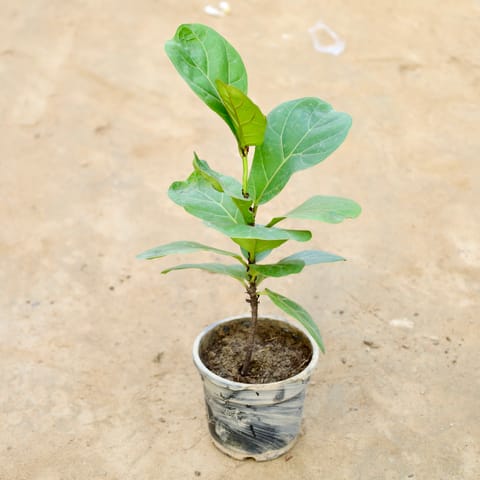 Fiddle Leaf Fig / Ficus Lyrata in 4 Inch Nursery Pot