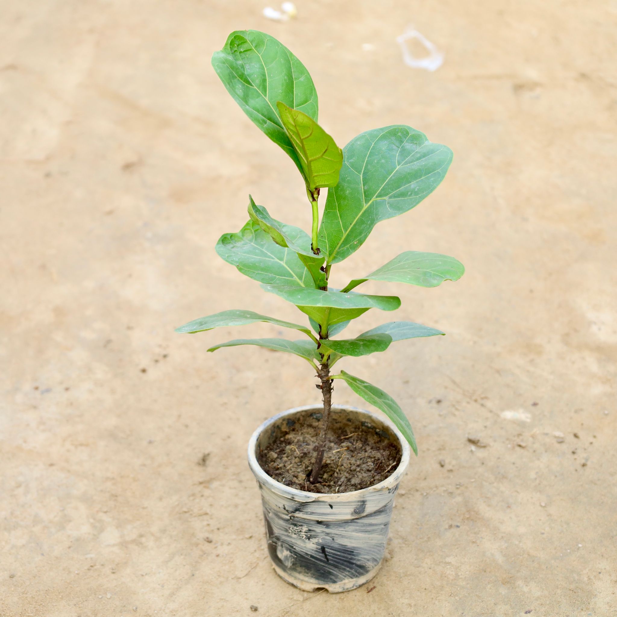 Fiddle Leaf Fig / Ficus Lyrata in 4 Inch Nursery Pot