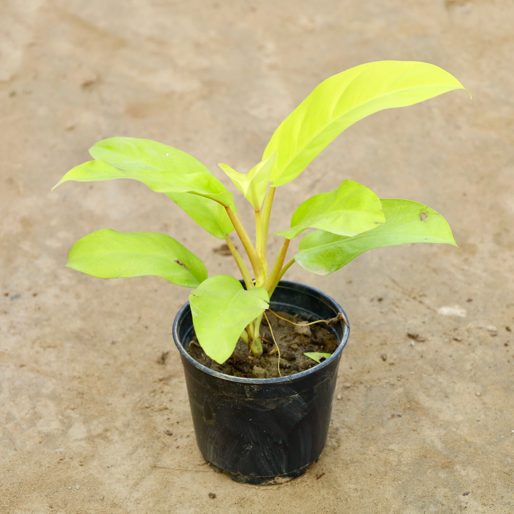 Philodendron Golden / Neon in 5 Inch Nursery Pot