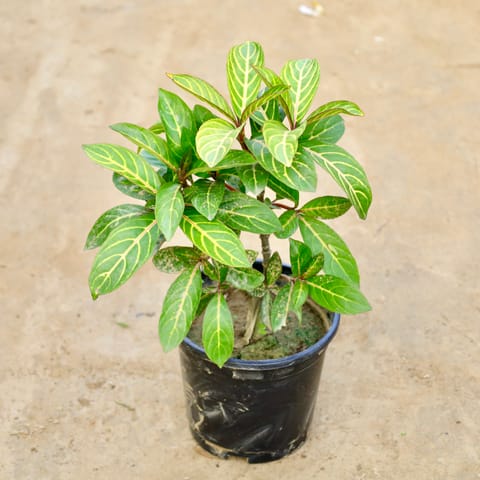 Sanchezia in 6 Inch Nursery Pot