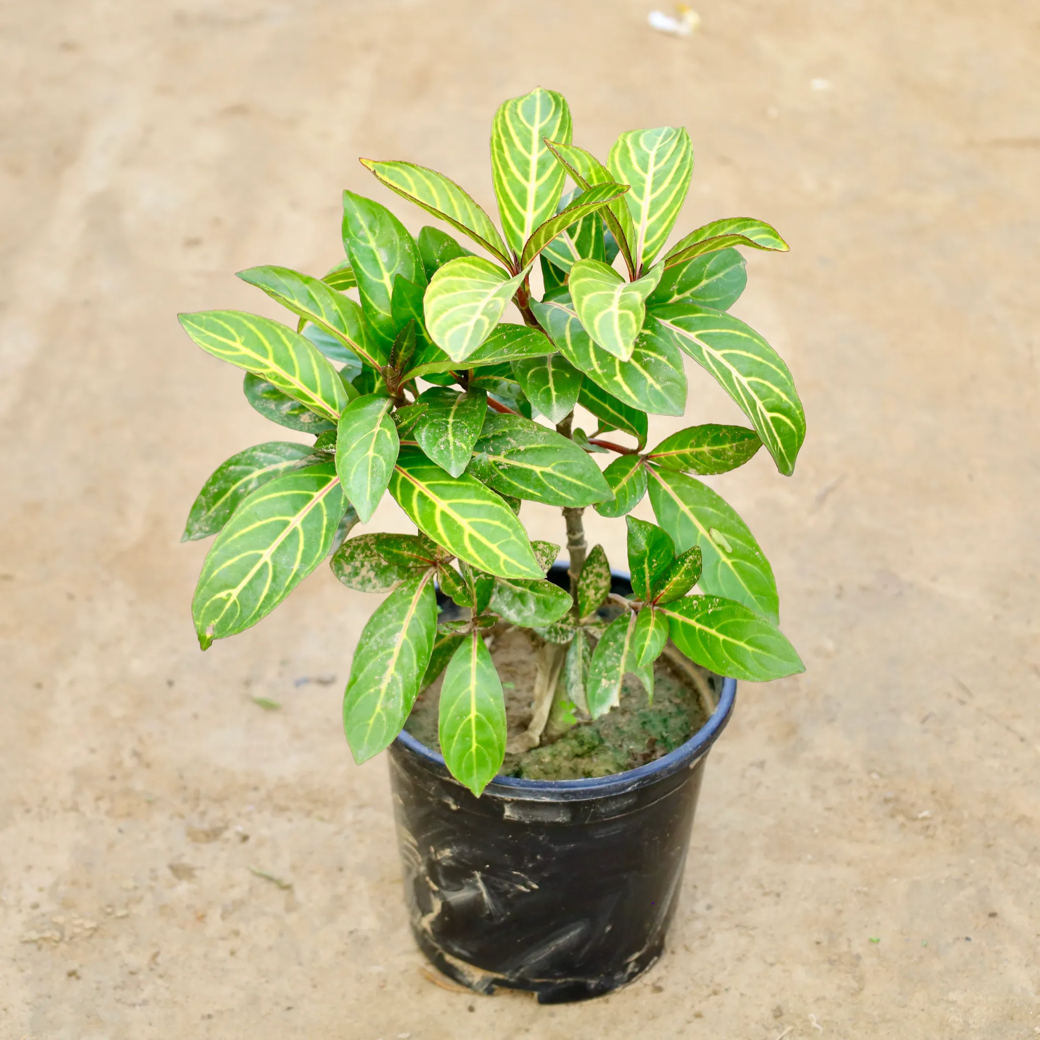 Sanchezia in 6 Inch Nursery Pot